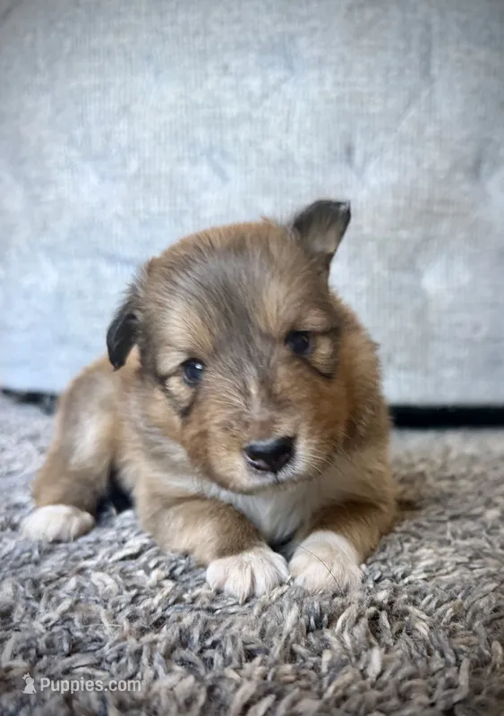 Male 3 – Shetland Sheepdog puppy for sale in Grants Pass, OR