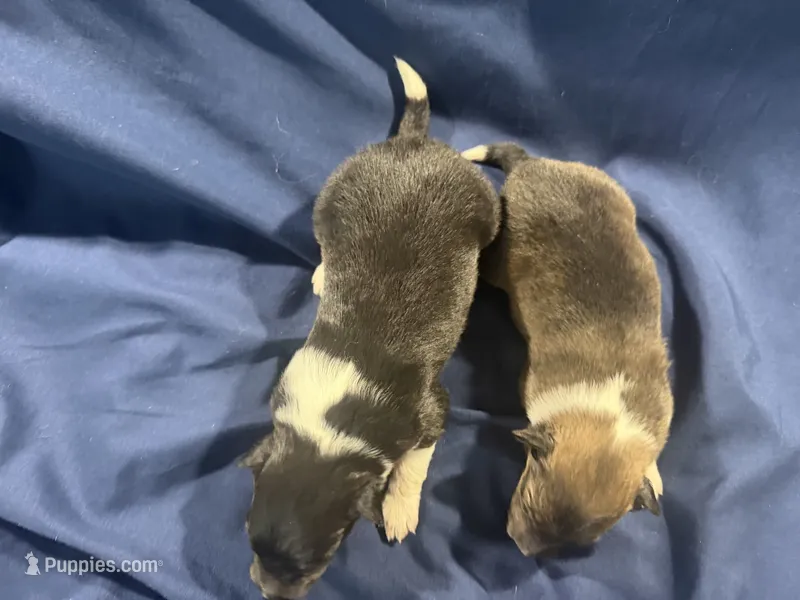 Female 2 – Shetland Sheepdog puppy for sale in Grants Pass, OR
