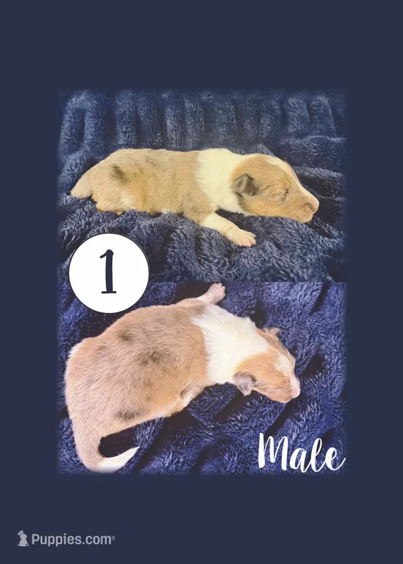 Male 1 – Shetland Sheepdog puppy for sale in Grants Pass, OR