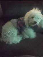 Miracle, a male Poodle - Toy  for sale in Stockton, CA – 2 of 3