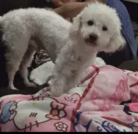 Miracle, a male Poodle - Toy  for sale in Stockton, CA – 3 of 3