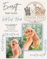 Everett, a male Yorkshire Terrier for sale in San Antonio, TX – 5 of 7
