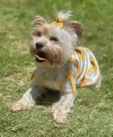 Halo CKC, a female Yorkshire Terrier for sale in San Antonio, TX – 3 of 3