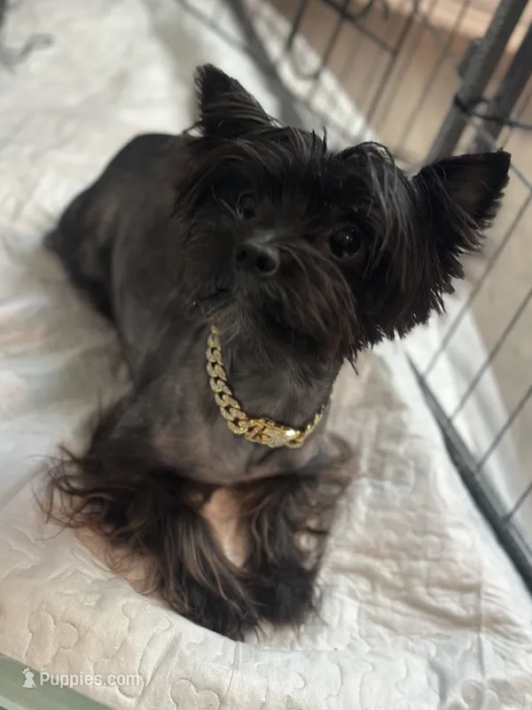 Onyx – Yorkshire Terrier puppy on hold in San Antonio, TX