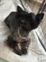 Onyx, a male Yorkshire Terrier for sale in San Antonio, TX – 1 of 3