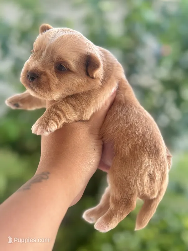 Everett – Yorkshire Terrier puppy for sale in San Antonio, TX