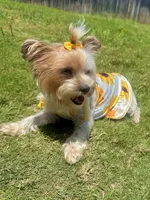 Halo , a female Yorkshire Terrier for sale in San Antonio, TX – 3 of 5