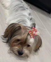 Halo Skye, a female Yorkshire Terrier for sale in San Antonio, TX – Photo 6 of 7