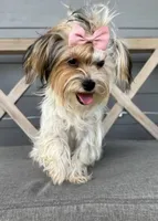 Halo Skye, a female Yorkshire Terrier for sale in San Antonio, TX – Photo 4 of 7