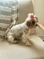 Halo Skye, a female Yorkshire Terrier for sale in San Antonio, TX – Photo 3 of 7