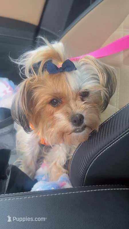 Halo Skye – Yorkshire Terrier puppy for sale in San Antonio, TX