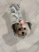 Halo Skye, a female Yorkshire Terrier for sale in San Antonio, TX – Photo 5 of 7