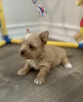 Everett- NEW VIDEO & Pics, a male Yorkshire Terrier for sale in San Antonio, TX – 3 of 8