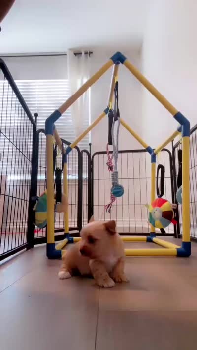 Everett- NEW VIDEO & Pics, a male Yorkshire Terrier for sale in San Antonio, TX – 5 of 8