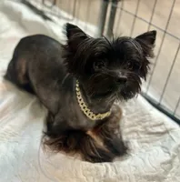 Onyx, a male Yorkshire Terrier for sale in San Antonio, TX – 2 of 3