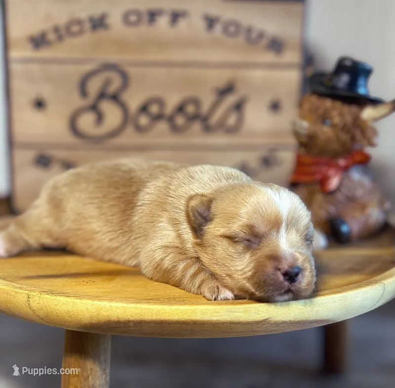 Everett – Yorkshire Terrier puppy for sale in San Antonio, TX