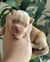 Everett, a male Yorkshire Terrier for sale in San Antonio, TX – 1 of 3