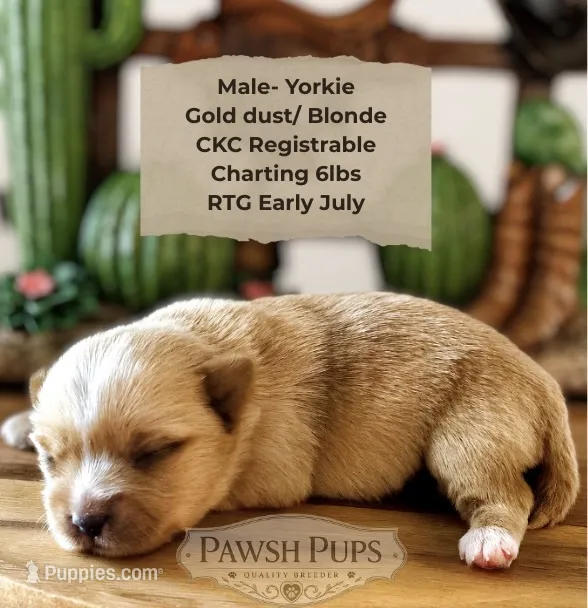 Everett, a male Yorkshire Terrier for sale in San Antonio, TX – 1 of 4