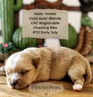Everett, a male Yorkshire Terrier for sale in San Antonio, TX – 1 of 4