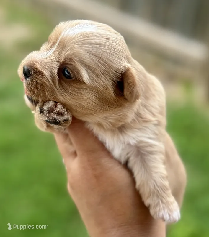 Everett – Yorkshire Terrier puppy for sale in San Antonio, TX