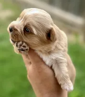 Everett, a male Yorkshire Terrier for sale in San Antonio, TX – 1 of 7