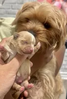 Everett, a male Yorkshire Terrier for sale in San Antonio, TX – 2 of 3