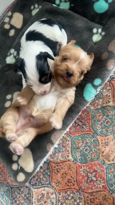 Everett- VIDEO & Pics, a male Yorkshire Terrier for sale in San Antonio, TX – 7 of 7