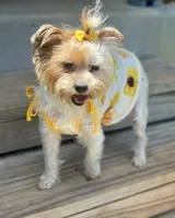 Halo , a female Yorkshire Terrier for sale in San Antonio, TX – 4 of 5