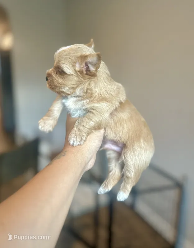 Everett – Yorkshire Terrier puppy for sale in San Antonio, TX