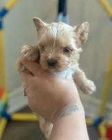 Everett- NEW VIDEO & Pics, a male Yorkshire Terrier for sale in San Antonio, TX – 2 of 8