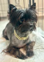 Onyx, a male Yorkshire Terrier for sale in San Antonio, TX – 3 of 3