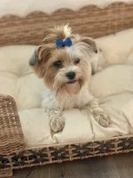 Halo, a female Yorkshire Terrier for sale in San Antonio, TX – 2 of 4