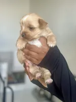Everett- VIDEO & Pics, a male Yorkshire Terrier for sale in San Antonio, TX – 4 of 7