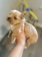 Everett- VIDEO & Pics, a male Yorkshire Terrier for sale in San Antonio, TX – 2 of 7