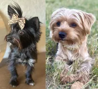 Everett, a male Yorkshire Terrier for sale in San Antonio, TX – 3 of 3