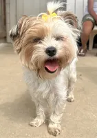 Halo CKC, a female Yorkshire Terrier for sale in San Antonio, TX – 2 of 3