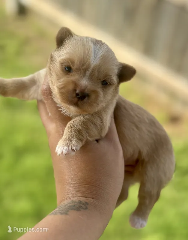Everett – Yorkshire Terrier puppy for sale in San Antonio, TX