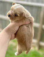 Everett, a male Yorkshire Terrier for sale in San Antonio, TX – 2 of 7