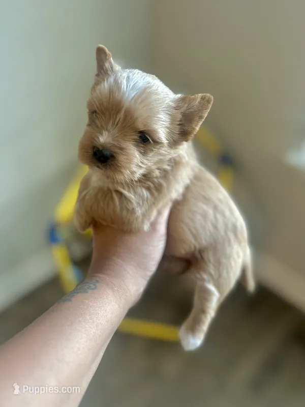 Everett- VIDEO & Pics – Yorkshire Terrier puppy for sale in San Antonio, TX