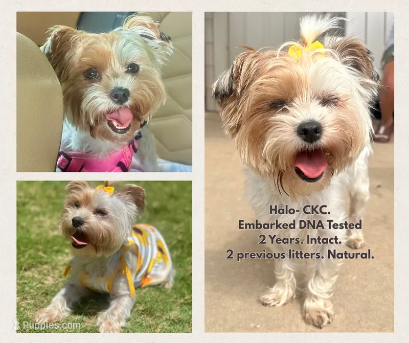 Halo – Yorkshire Terrier puppy for sale in San Antonio, TX