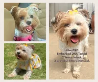 Halo, a female Yorkshire Terrier for sale in San Antonio, TX – 1 of 4