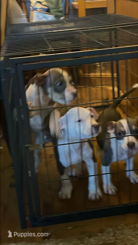 George – American Bully puppy for sale in Monett, MO