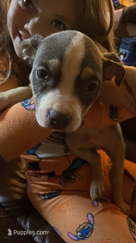 Toby – American Bully puppy for sale in Monett, MO