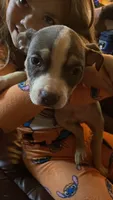 Toby, a male American Bully for sale in Monett, MO – 1 of 3