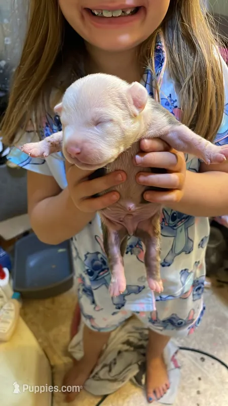 George – American Bully puppy for sale in Monett, MO