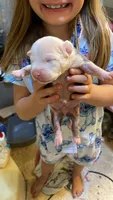 George, a male American Bully for sale in Monett, MO – 1 of 2