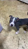 Willie, a male American Bully for sale in Monett, MO – 1 of 2