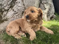 Chewie, a male Cavapoo for sale in Valhalla, NY – 2 of 4