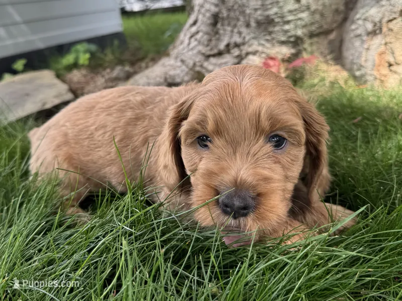 Chewie – Cavapoo puppy for sale in Valhalla, NY