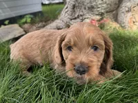 Chewie, a male Cavapoo for sale in Valhalla, NY – 1 of 4